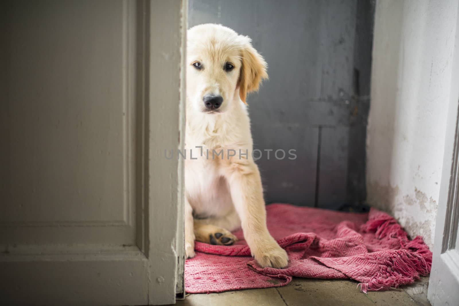 portrait of golden retriever puppy dog at home