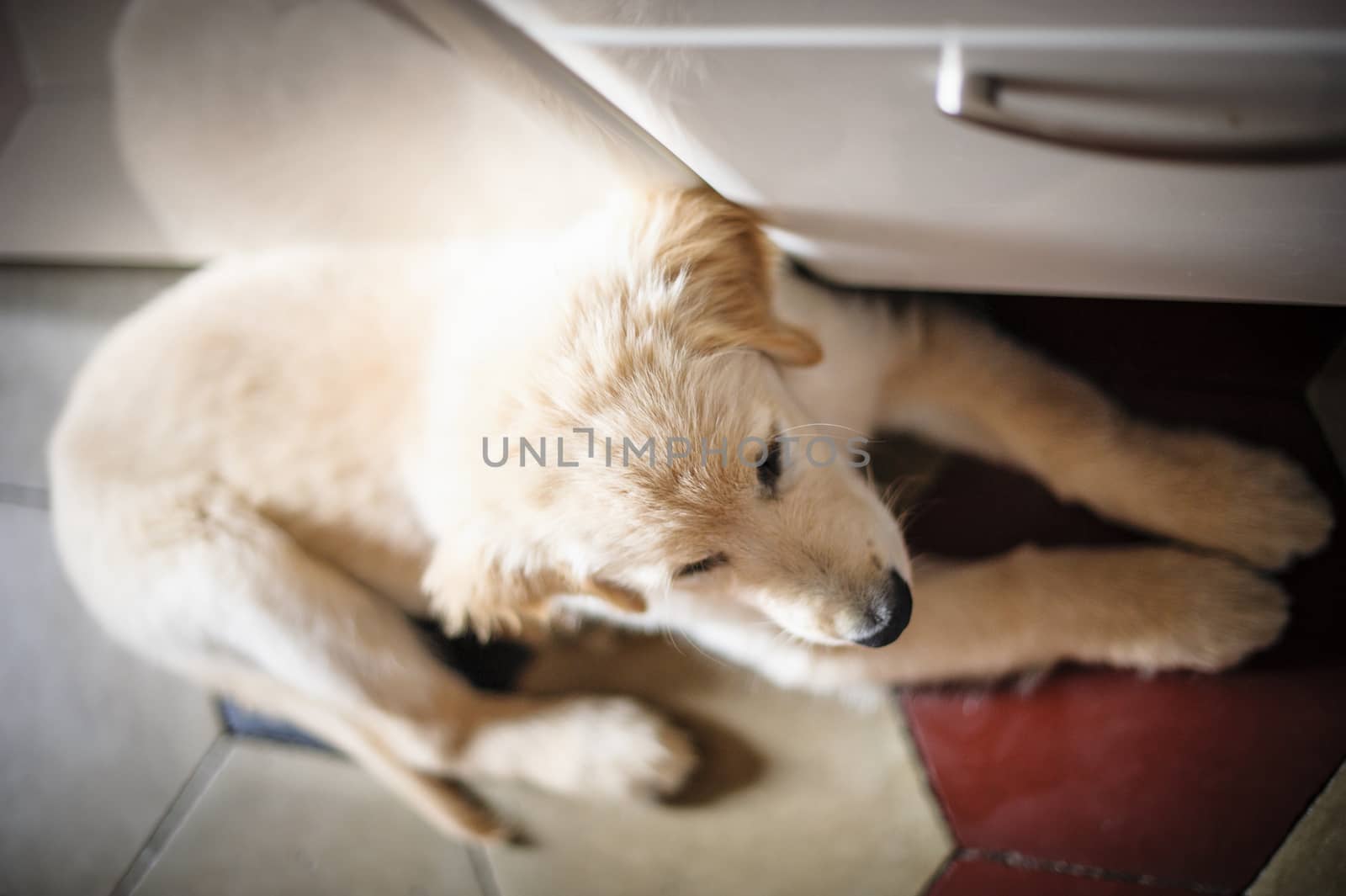 portrait of golden retriever puppy dog at home