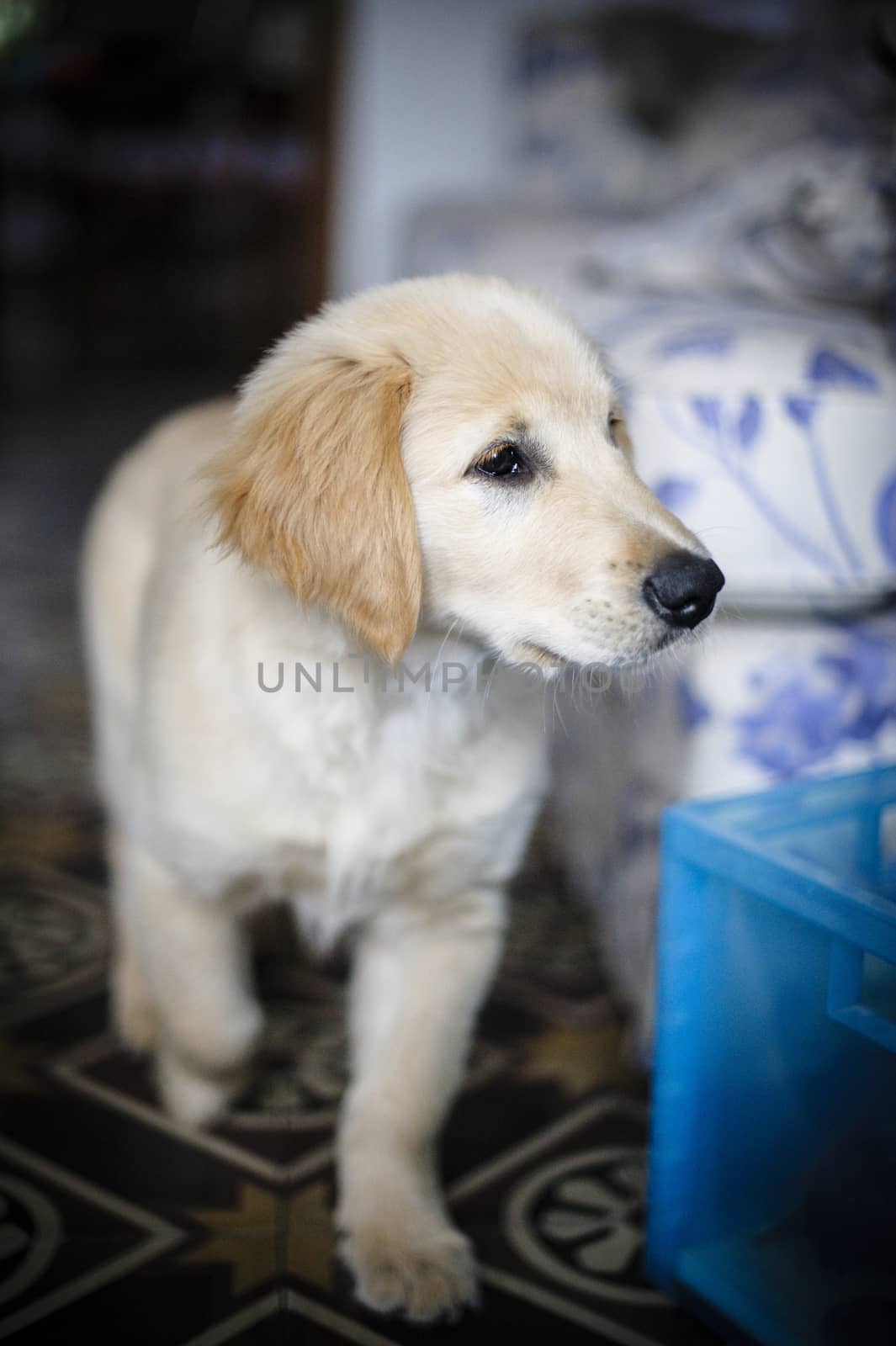 portrait of golden retriever puppy dog at home