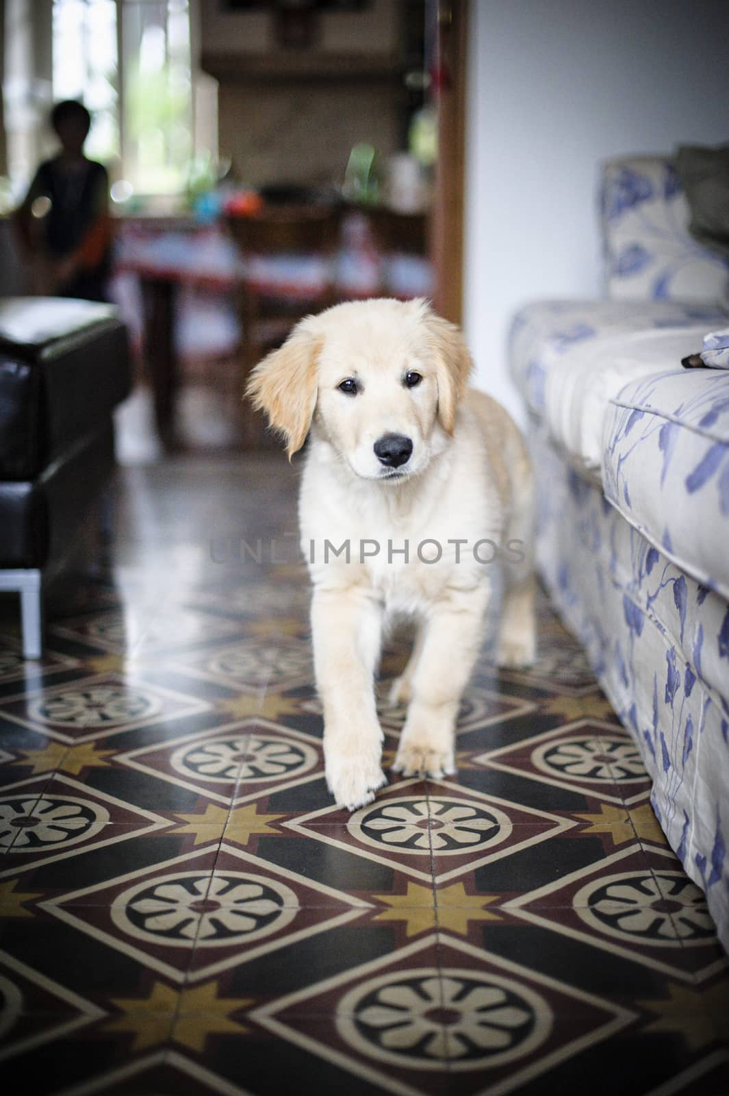 portrait of golden retriever puppy dog at home