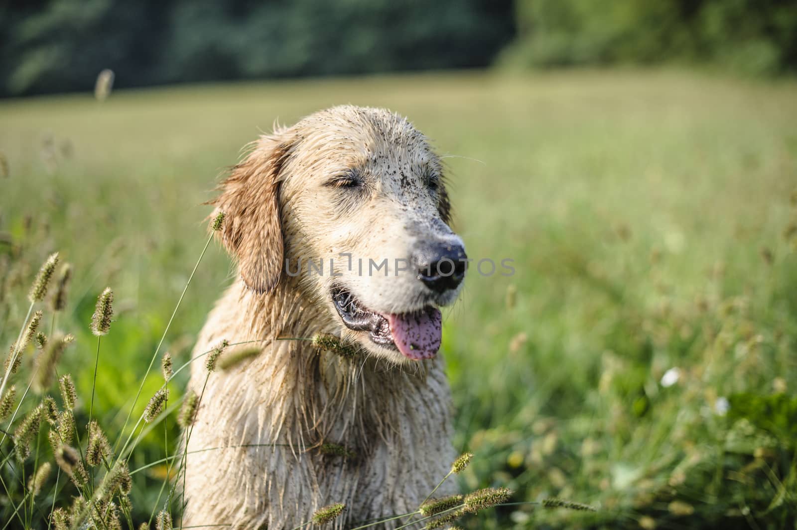 portrait of golden retriever in the tall grass on an autumn day