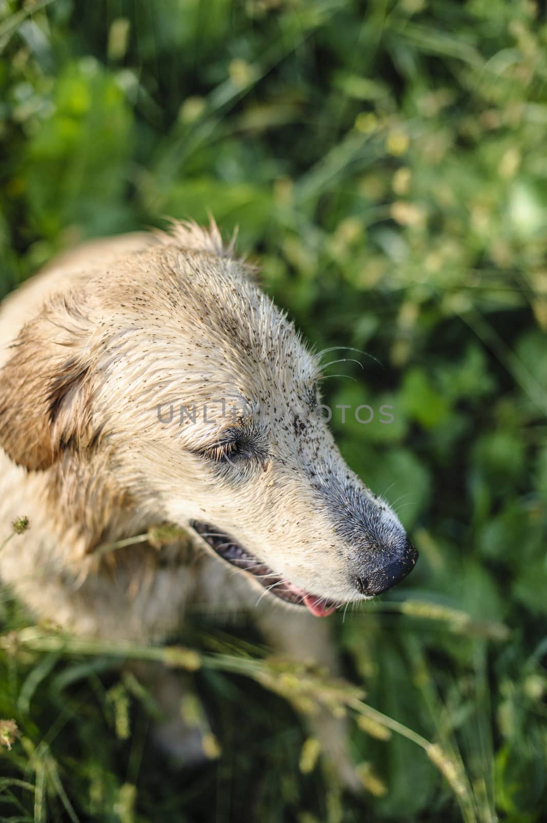 portrait of golden retriever in the tall grass on an autumn day