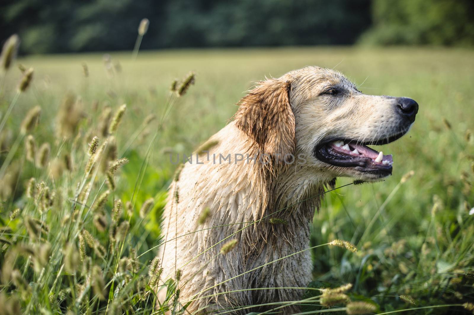 portrait of golden retriever in the tall grass on an autumn day