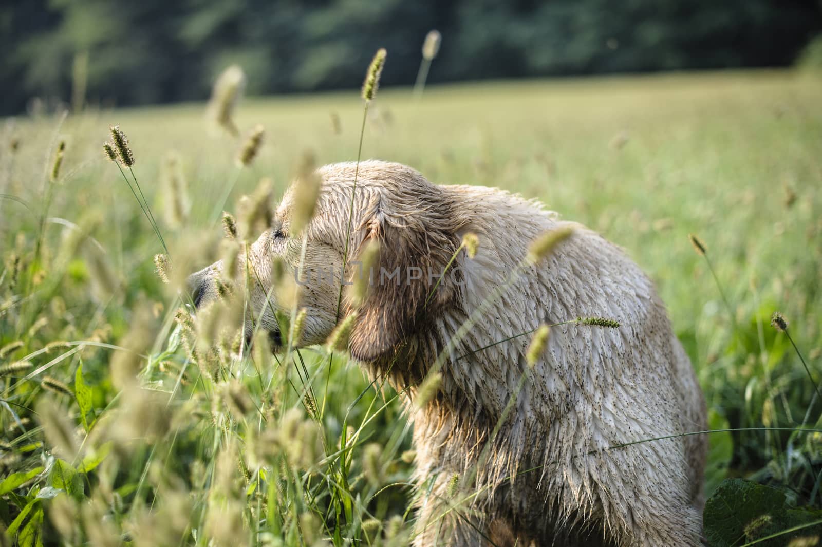 portrait of golden retriever in the tall grass on an autumn day