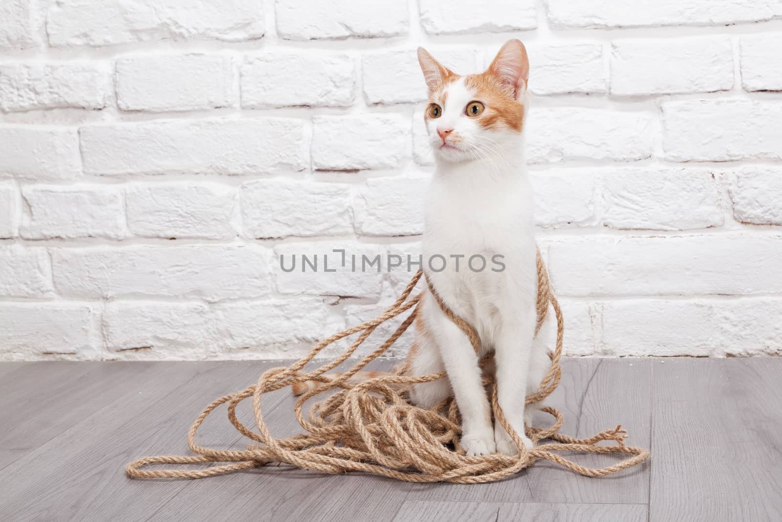 Studio shot of adorable playful young red kitten