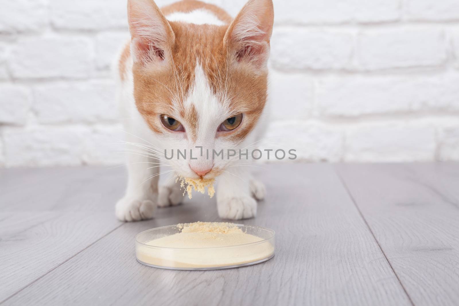 Young red kitten eats dry yeast extract from petri cup by igor_stramyk