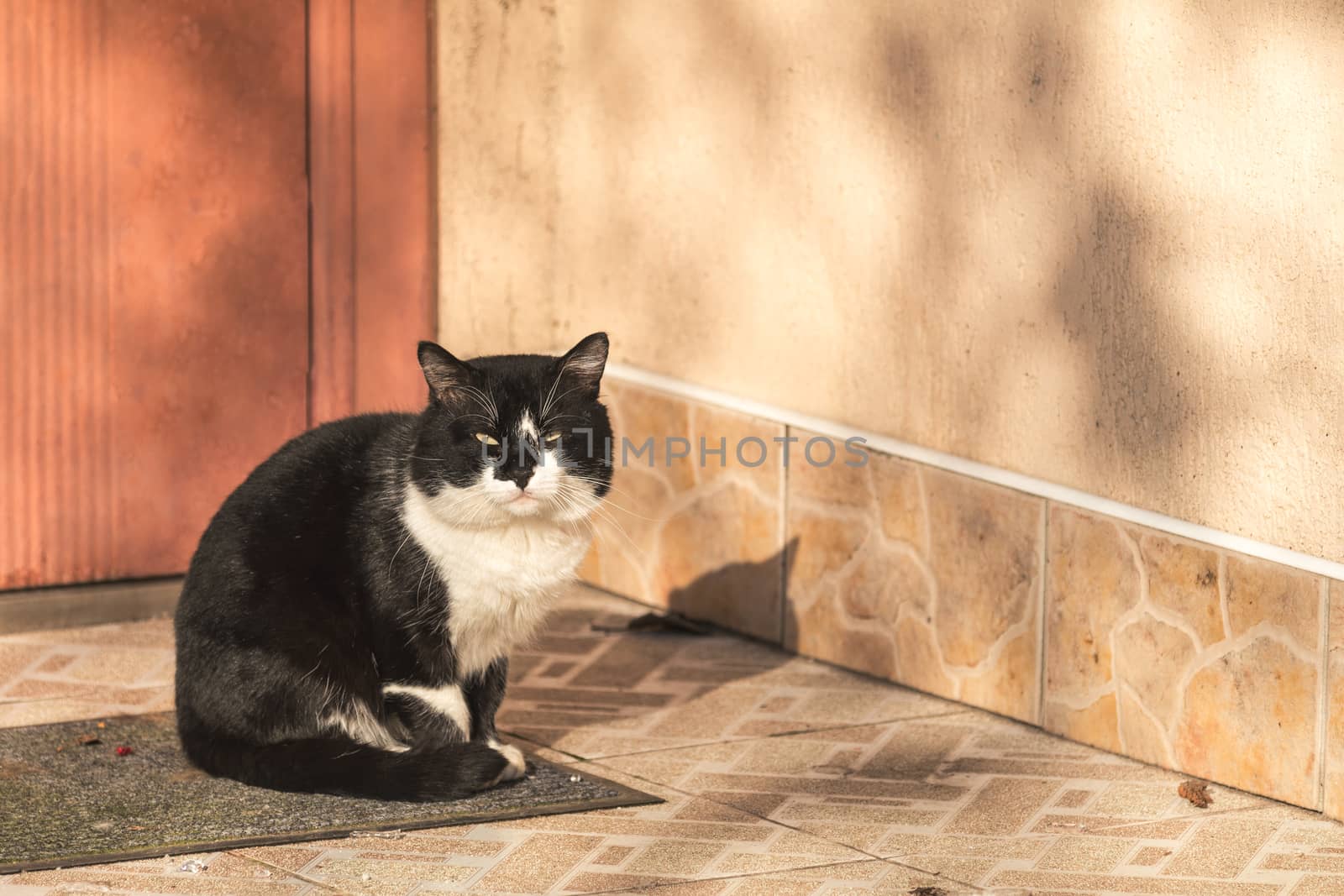 Cut black-white cat sitting on the doorstep of the house. Sunny beautiful winter day. Close up, copy space.