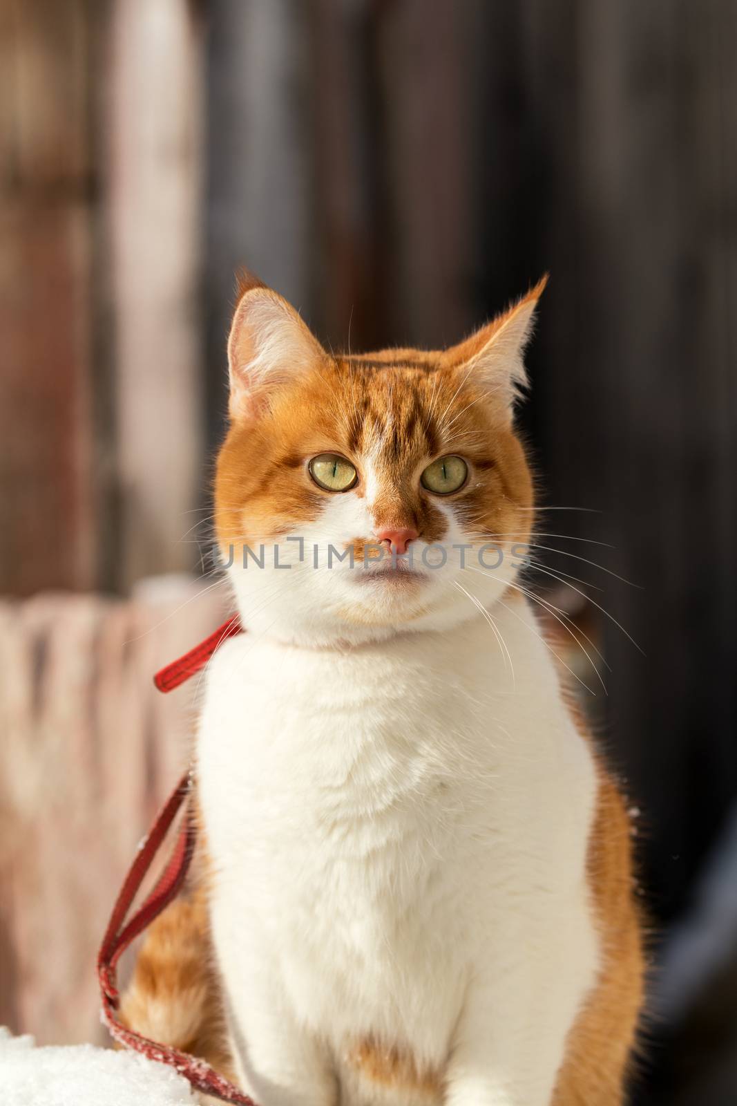 Cut red-white cat playing on white snow surface. Sunny beautiful winter day. Close up.