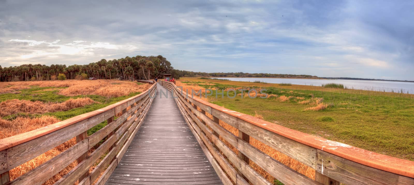 Boardwalk along the wetland and marsh at the Myakka River State  by steffstarr