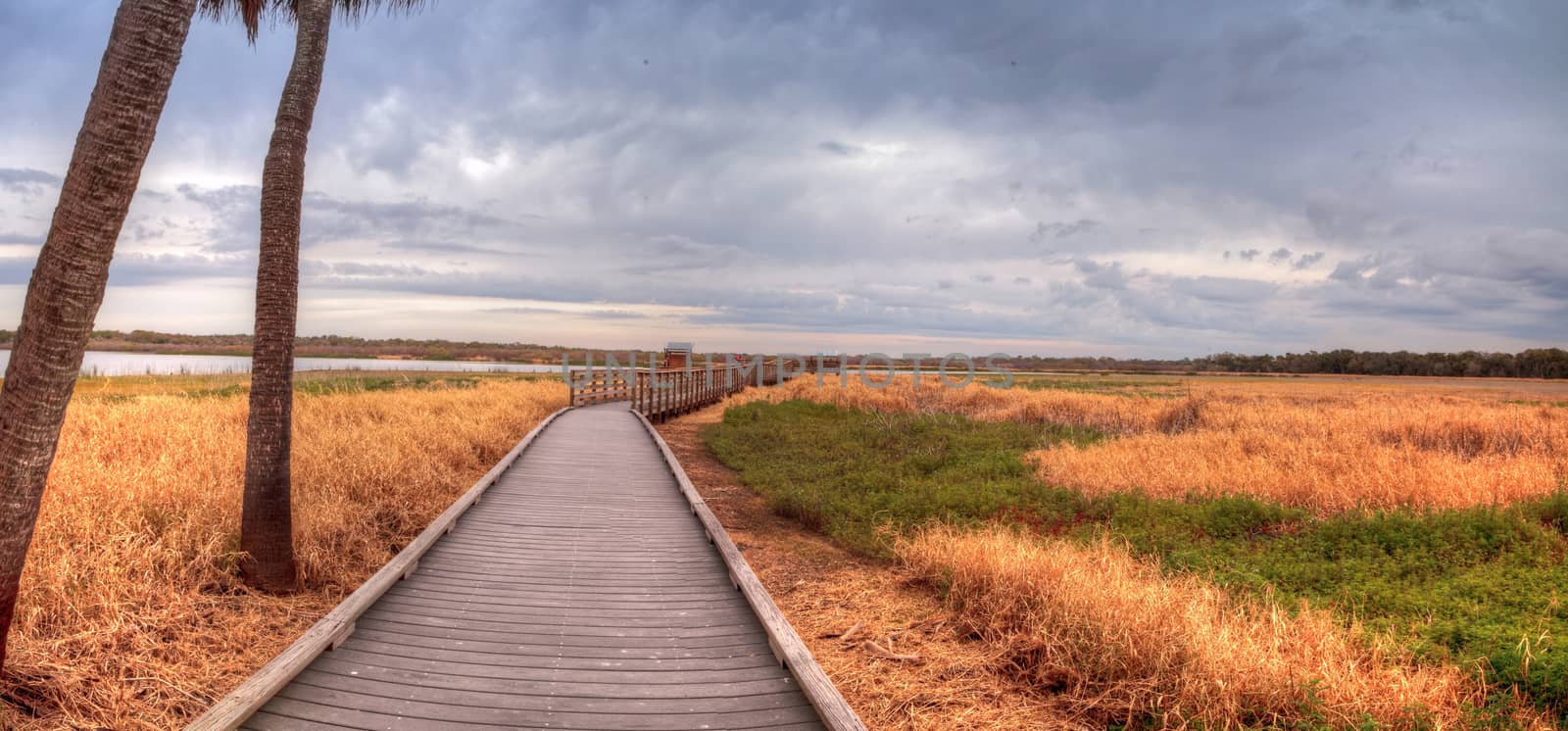 Boardwalk along the wetland and marsh at the Myakka River State  by steffstarr