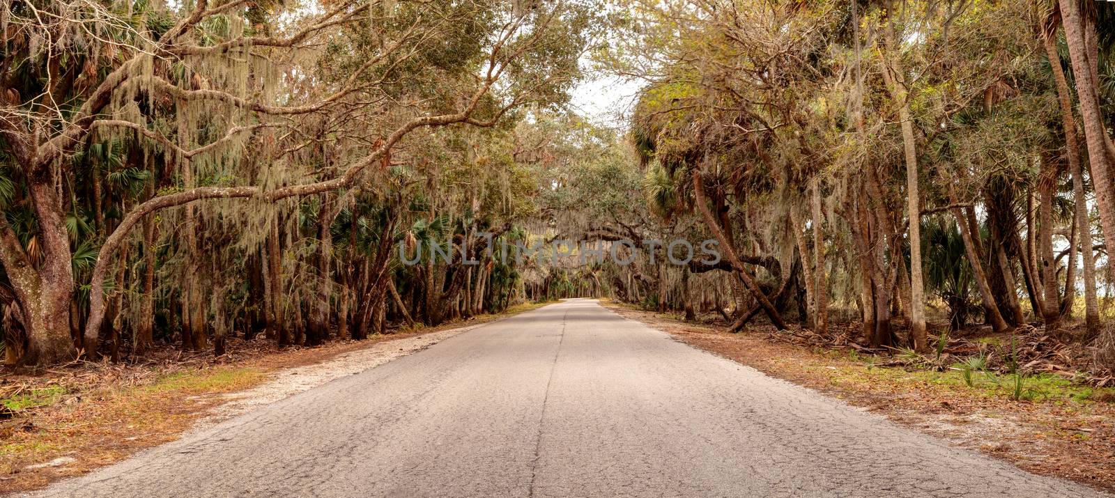 Moss covered trees line a road along the wetland and marsh at the Myakka River State Park in Sarasota, Florida, USA