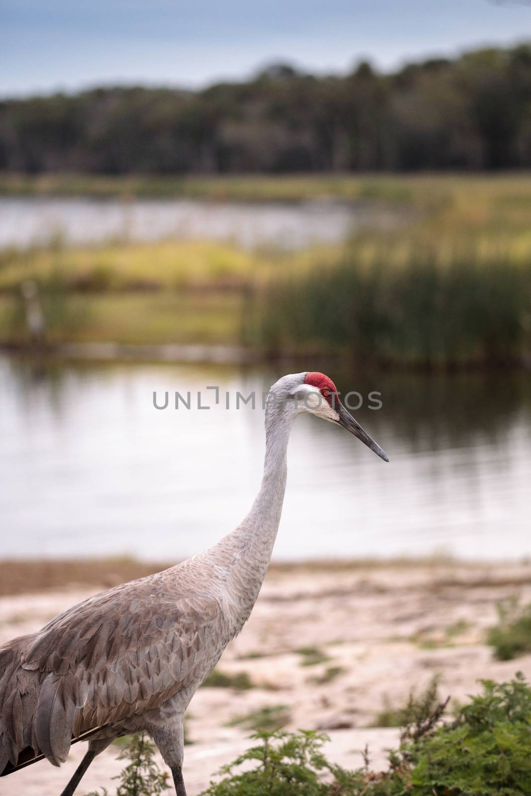 Sandhill crane bird Grus canadensis by steffstarr