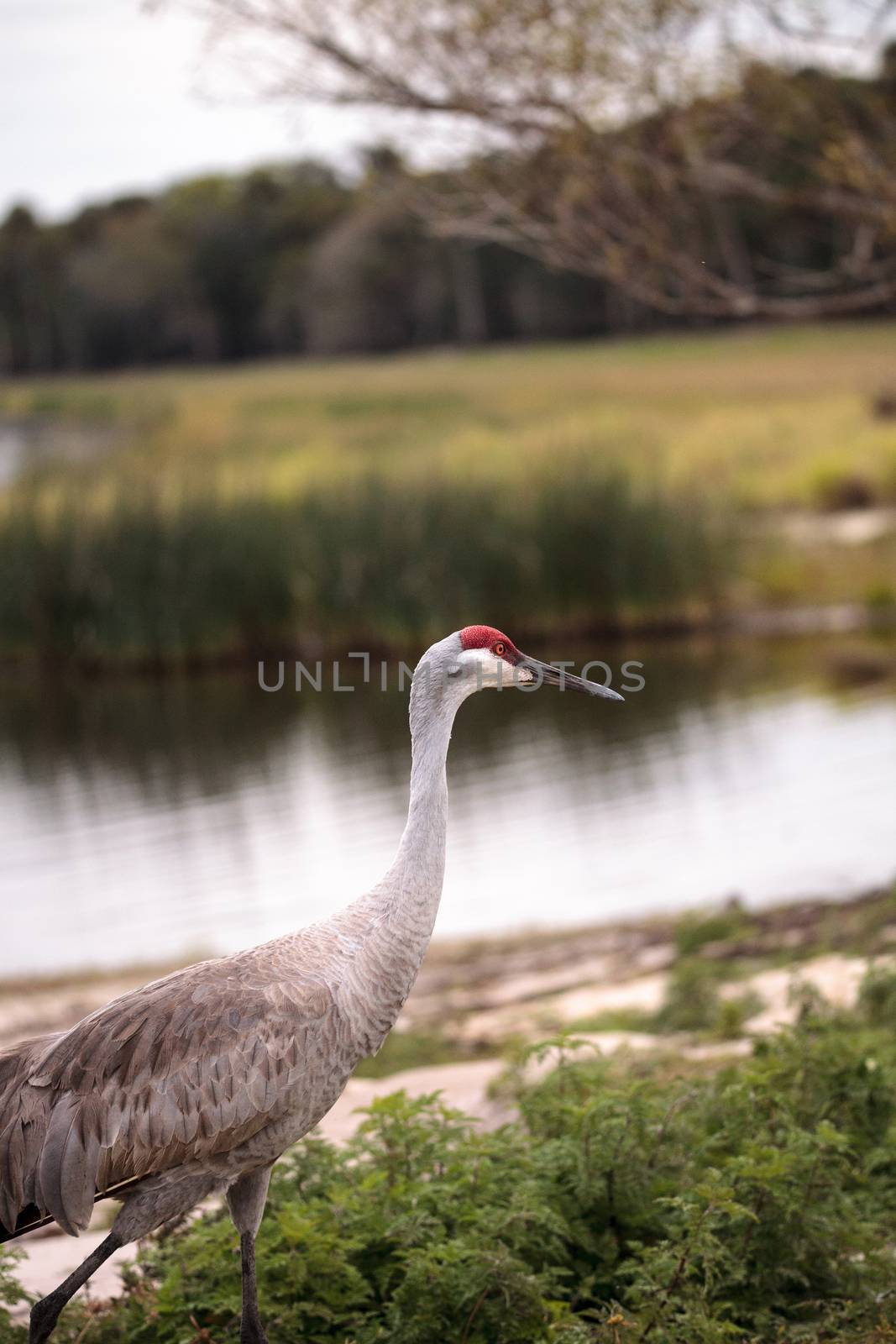 Sandhill crane bird Grus canadensis by steffstarr