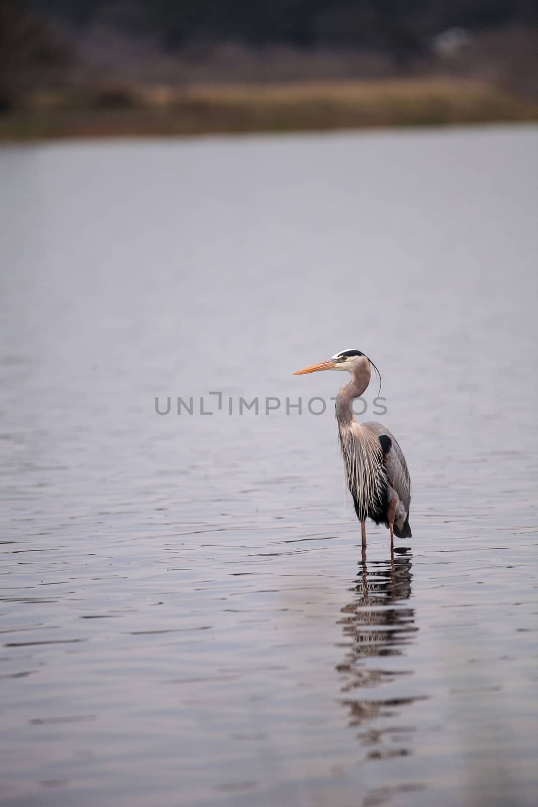 Great blue heron Ardea herodias in the wetland and marsh at the Myakka River State Park in Sarasota, Florida, USA