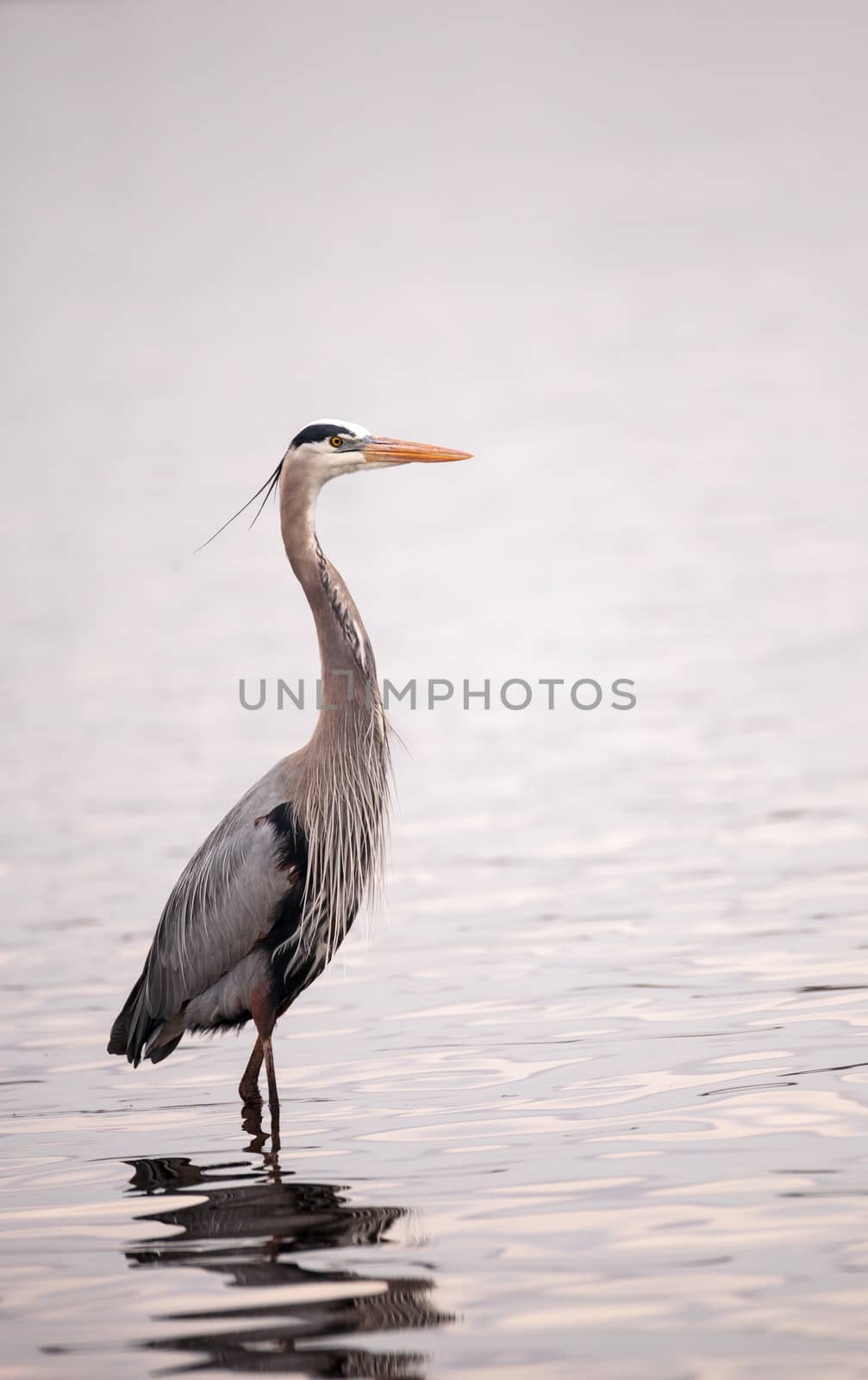 Great blue heron Ardea herodias in the wetland and marsh at the Myakka River State Park in Sarasota, Florida, USA