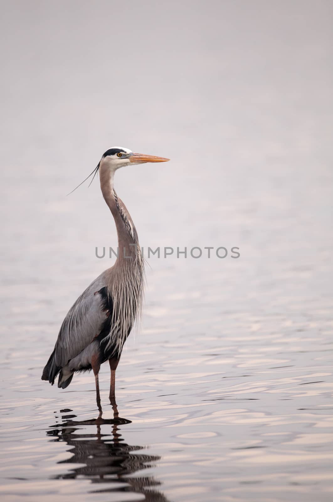 Great blue heron Ardea herodias in the wetland by steffstarr