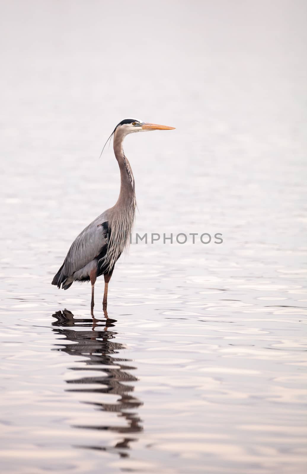 Great blue heron Ardea herodias in the wetland and marsh at the Myakka River State Park in Sarasota, Florida, USA