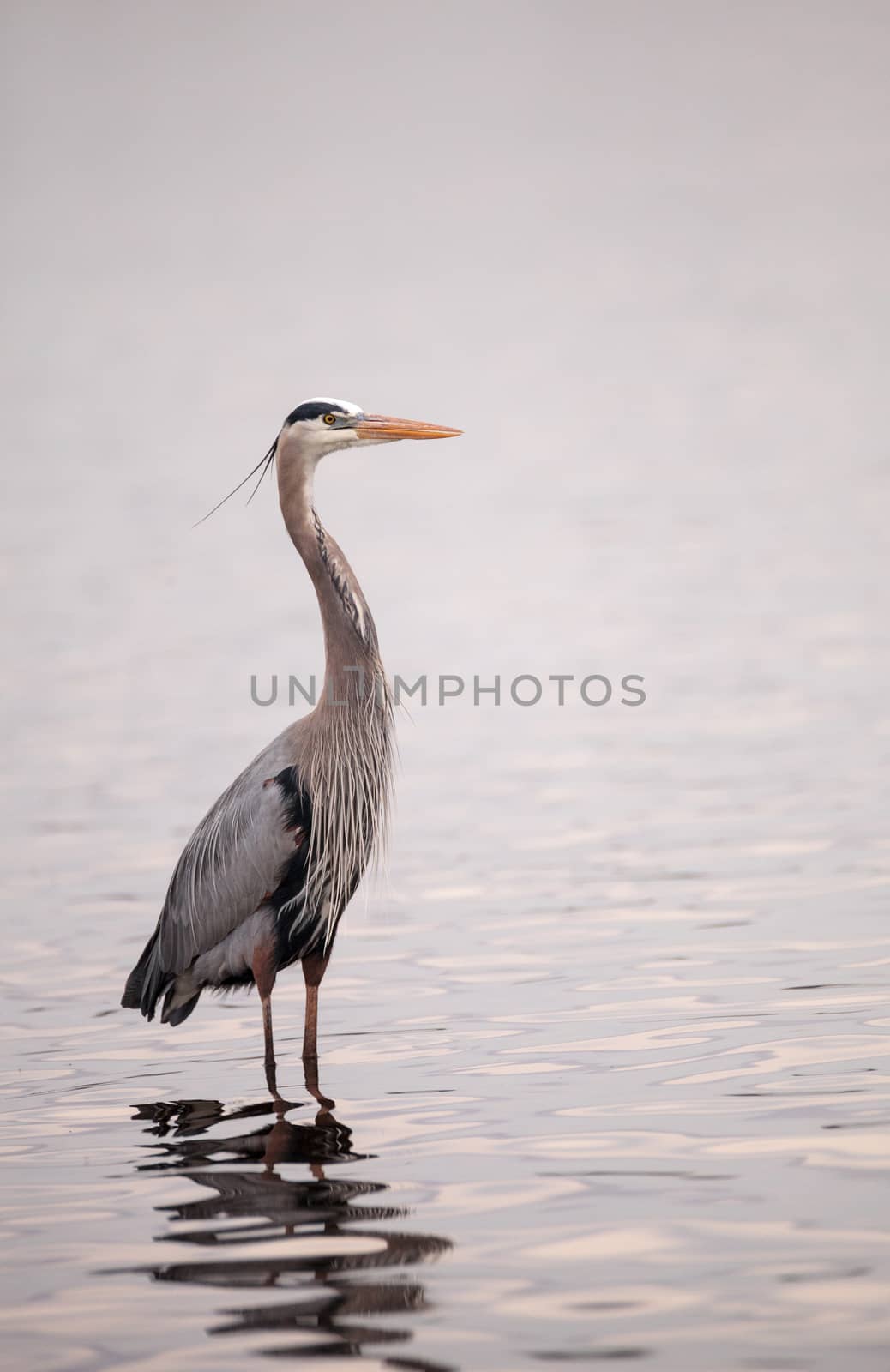 Great blue heron Ardea herodias in the wetland by steffstarr