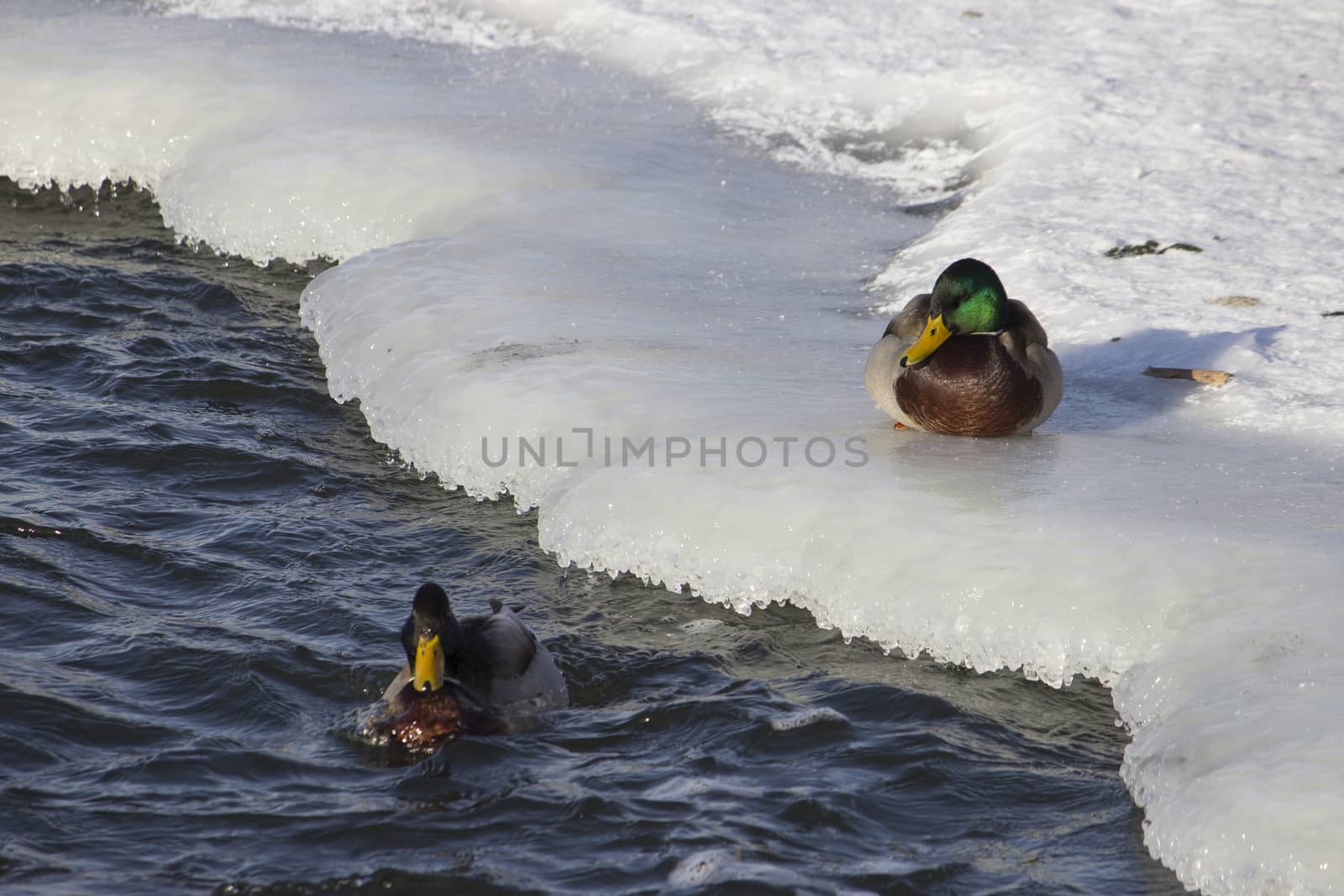 A flock of wild ducks in the winter river. Russia. Tula.