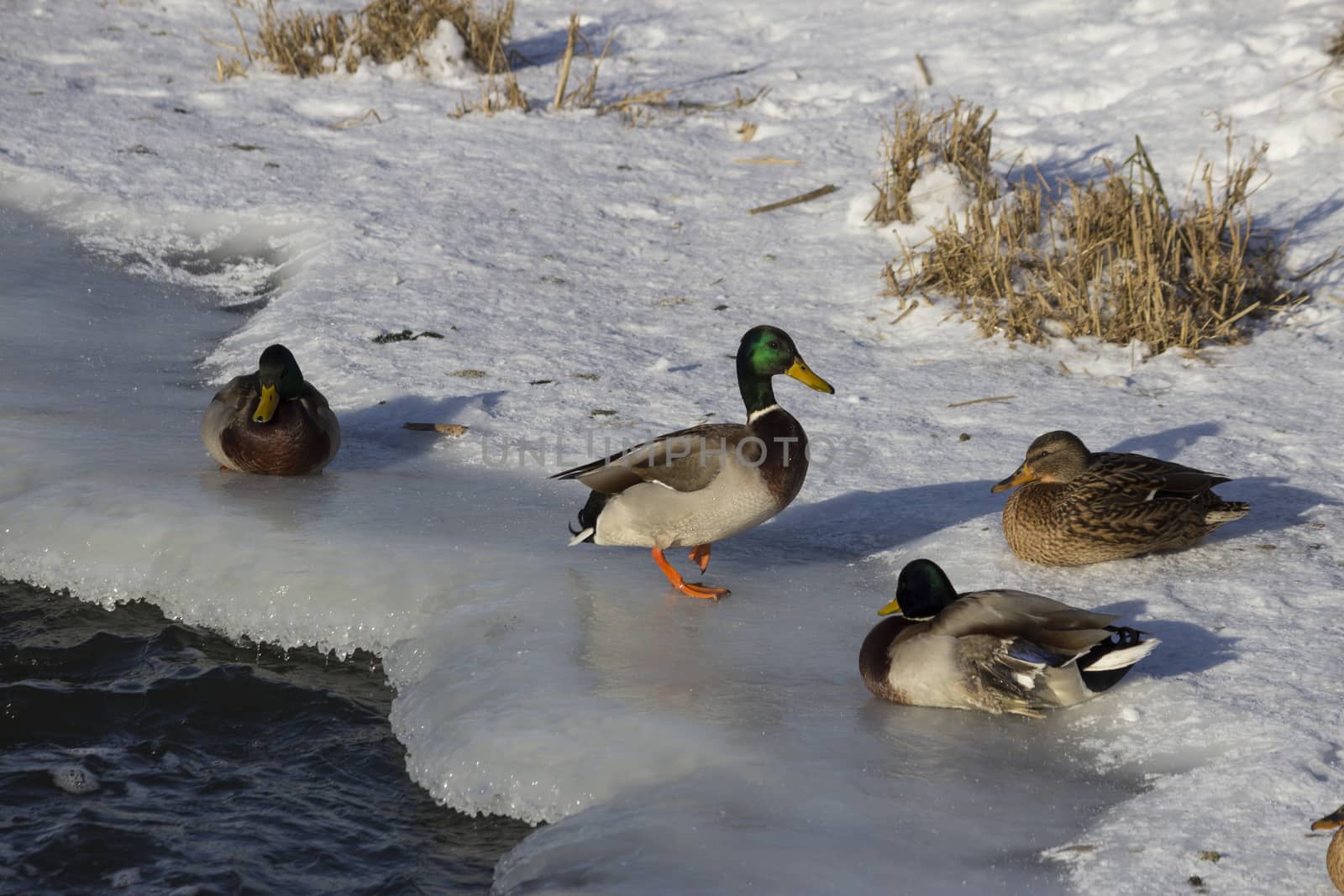 A flock of wild ducks in the winter river. Russia. Tula.