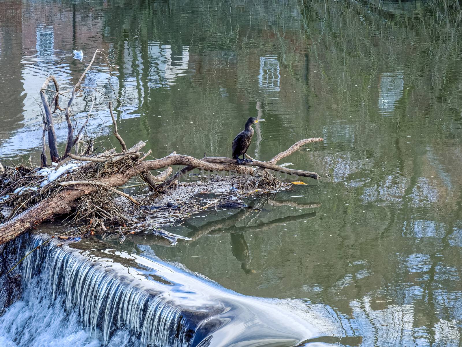 Cormorant standing on a fallen tree stuck in the weir on the River Wear in Durham