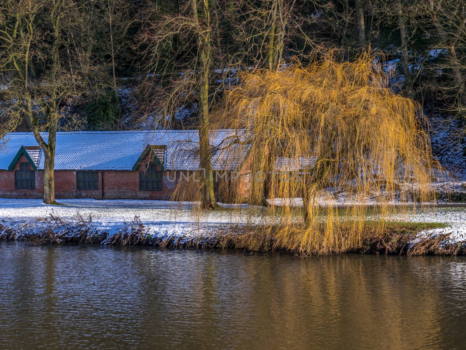 DURHAM, COUNTY DURHAM/UK - JANUARY 19 : Weeping Willow on the ba by phil_bird