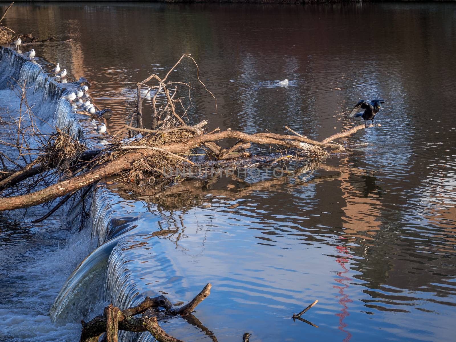 Cormorant standing on a fallen tree stuck in the weir on the Riv by phil_bird