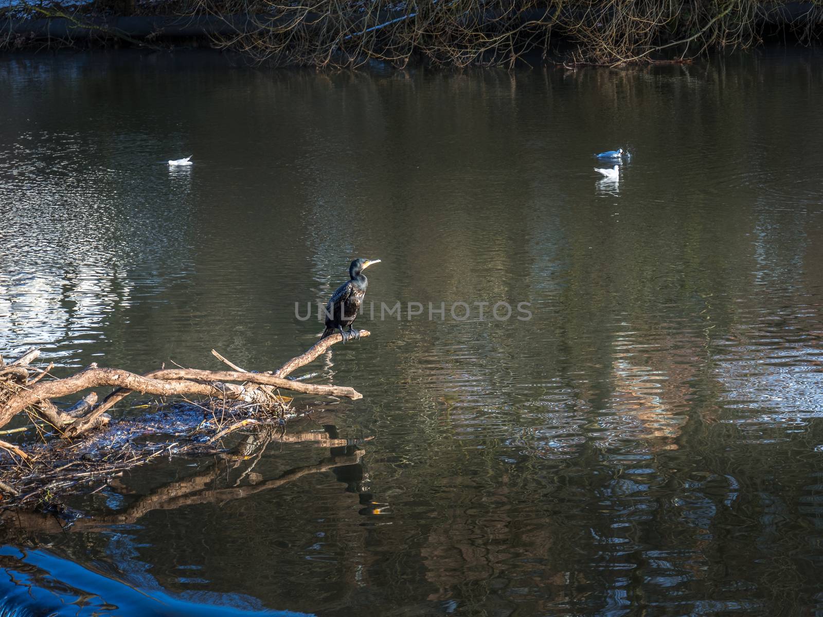 Cormorant standing on a fallen tree stuck in the weir on the Riv by phil_bird