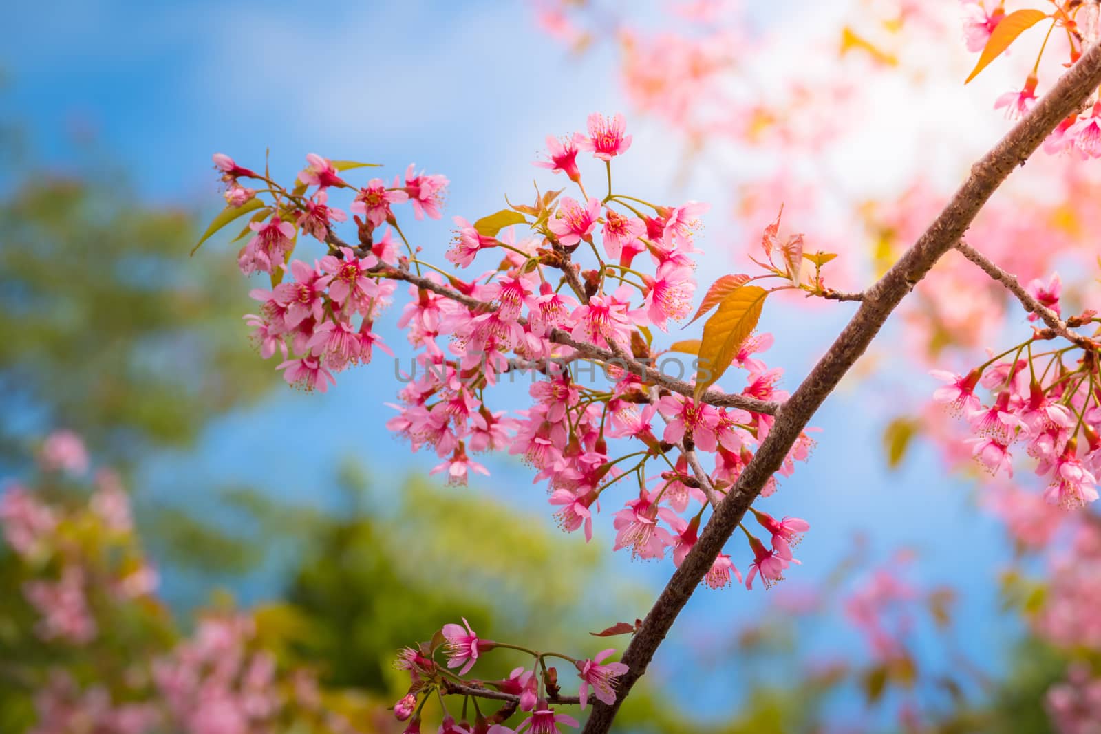 Sakura flowers blooming blossom in Chiang Mai, Thailand, nature background