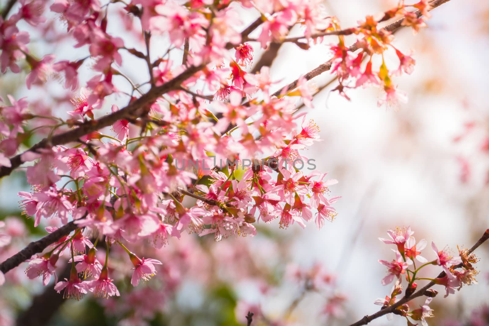 Sakura flowers blooming blossom in Chiang Mai, Thailand, nature background