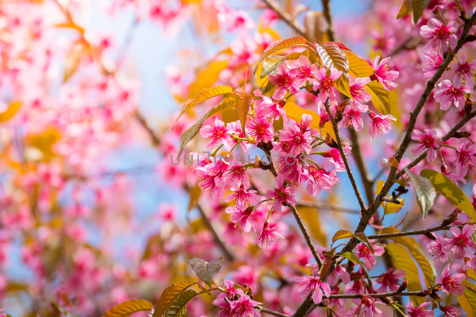 Sakura flowers blooming blossom in Chiang Mai, Thailand, nature background