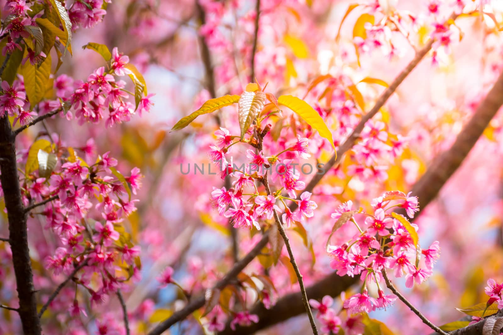 Sakura flowers blooming blossom in Chiang Mai, Thailand, nature background