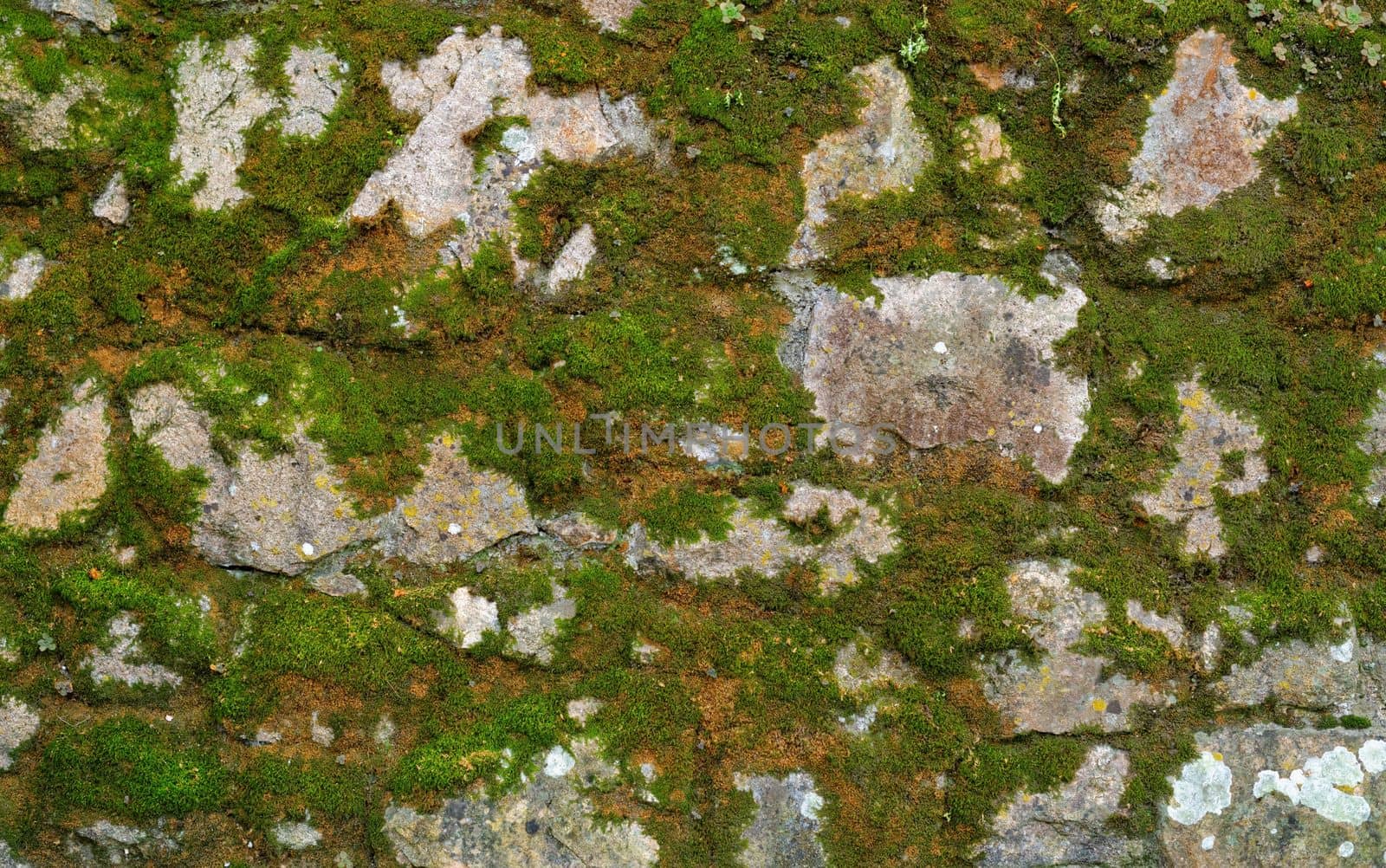 Texture of gray stone wall covered with lichen and moss by slavapolo