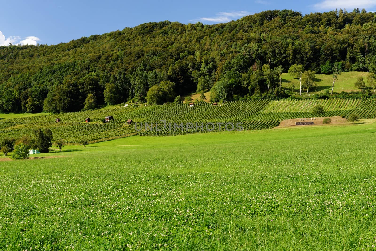 Summer pastoral landscape in Switzerland by slavapolo