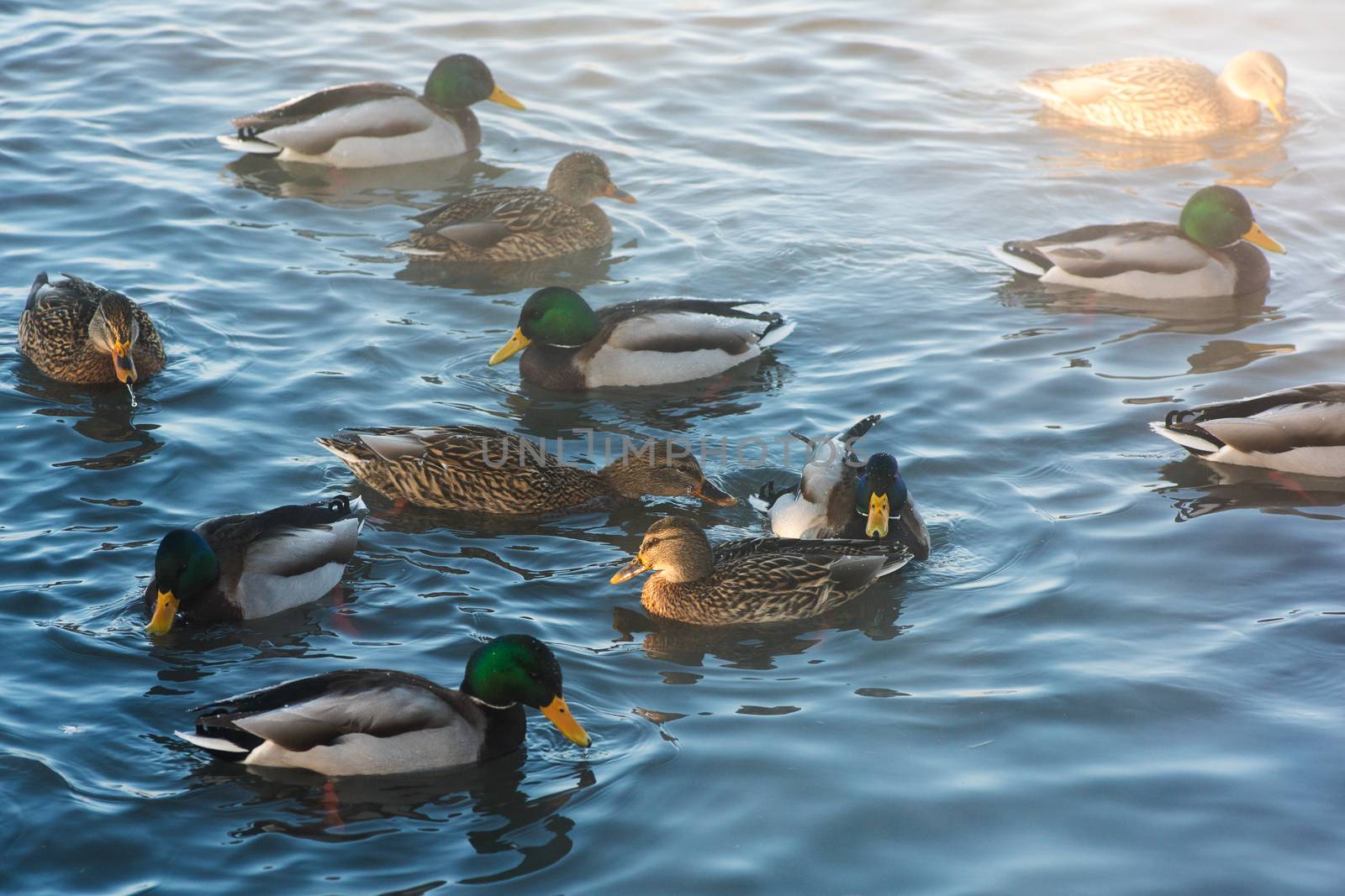 Duck swimming in lake by rusak