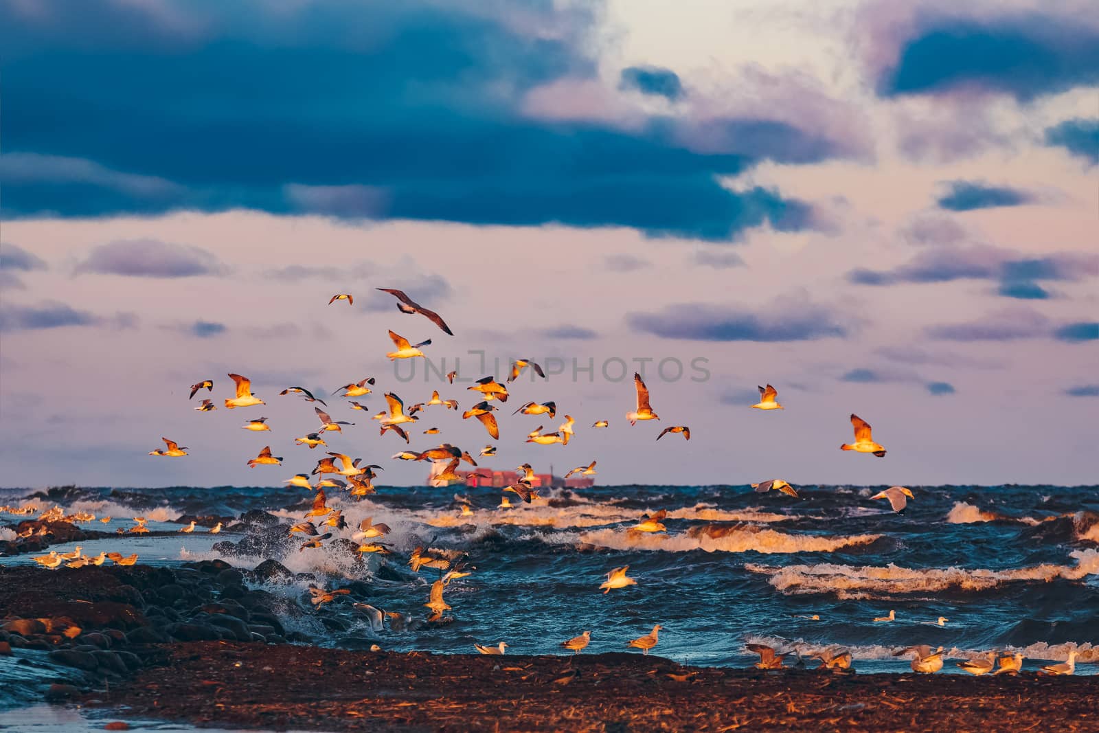 Flying seagulls over the winter sea in Riga