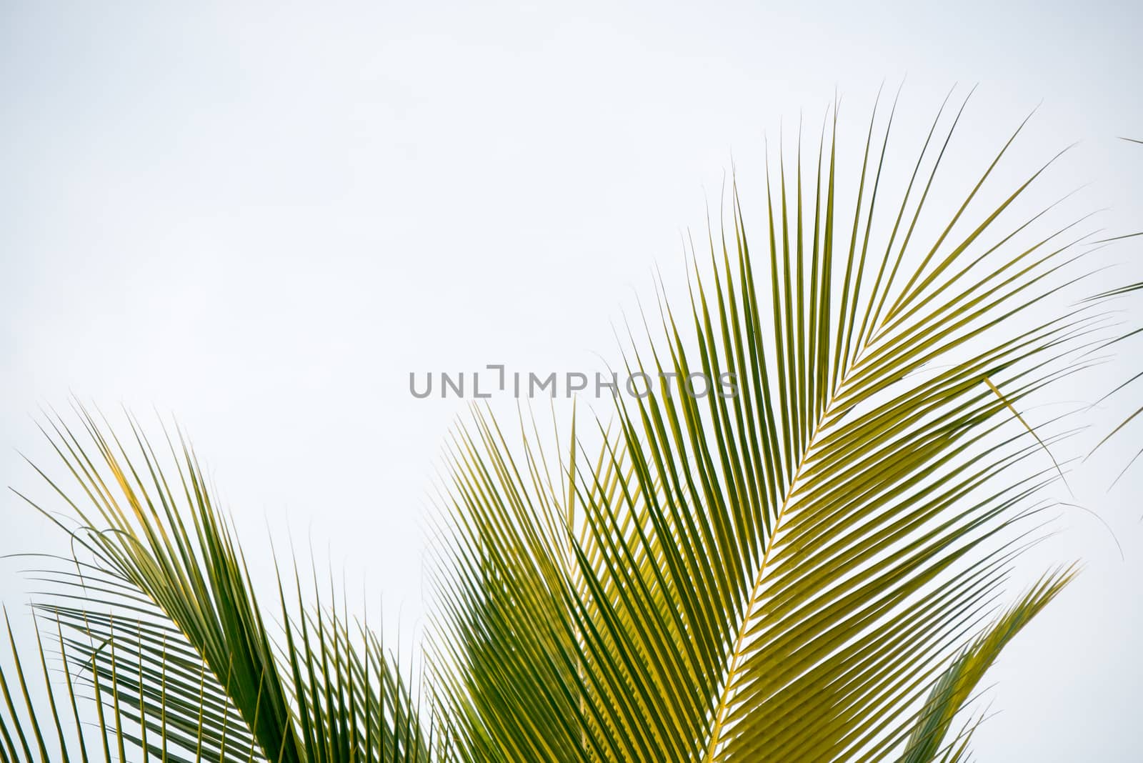 palm leaf on white background by antpkr