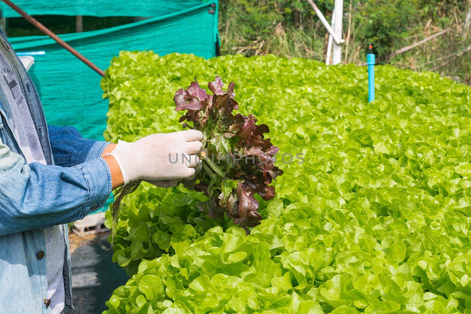 Hydroponics Organic Agriculture Farm System harvest, Farmer Hand holding vegetables, Green and Red Salad Lettuce, from Plastic Pipe in his hands as Harvesting in Modern Agricultural Farming.