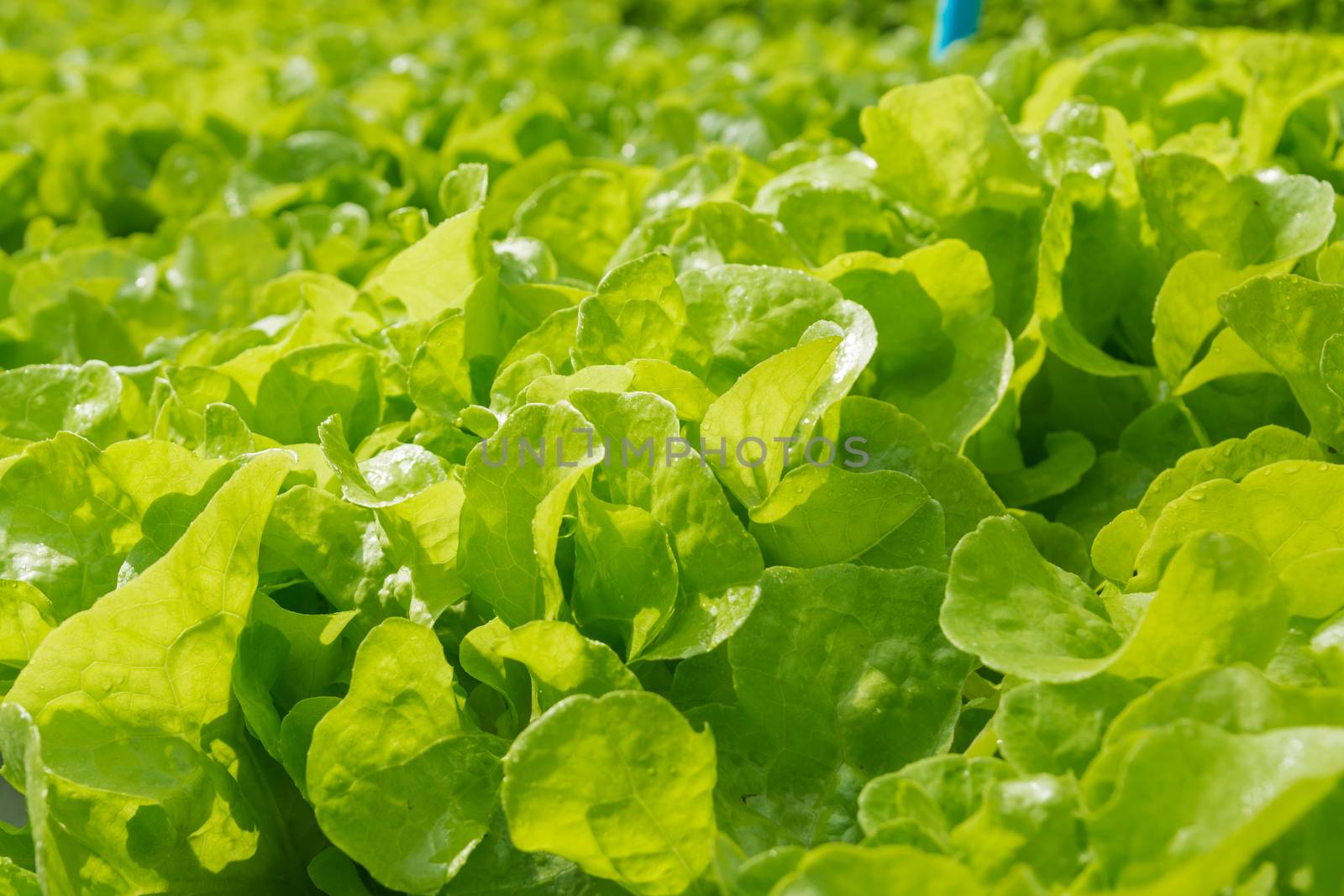 Fresh Green Oak Salad Lettuce Vegetable growing in Plastic Pipe in Hydroponic Organic Agricultural System Farming or Garden Plantation under Morning Sunshine in Asian as Modern Agriculture production