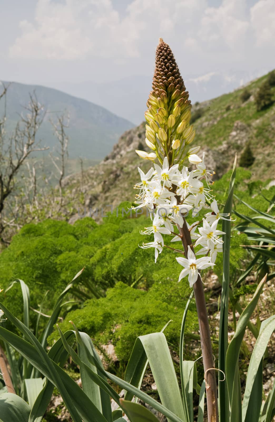 Close-up of a flower in Chimgan mountains, Uzbekistan