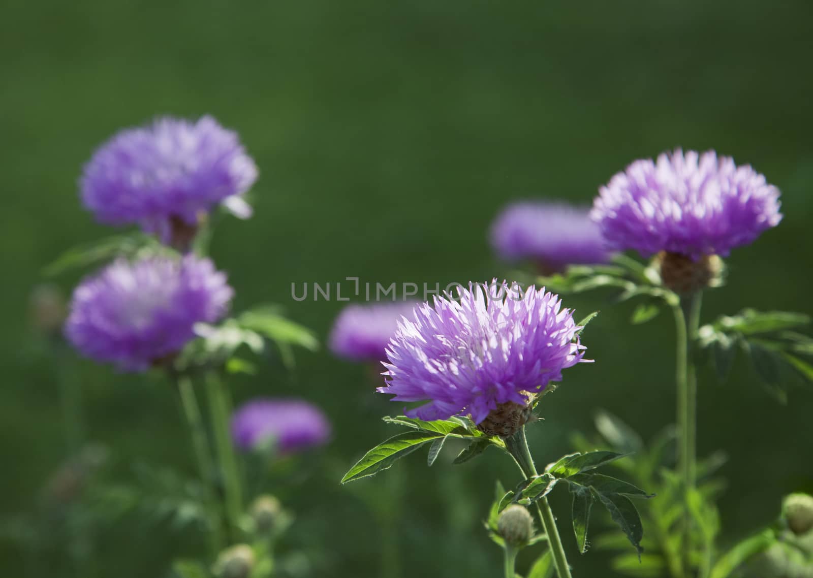 Purple flowers in a meadow on a sunny day