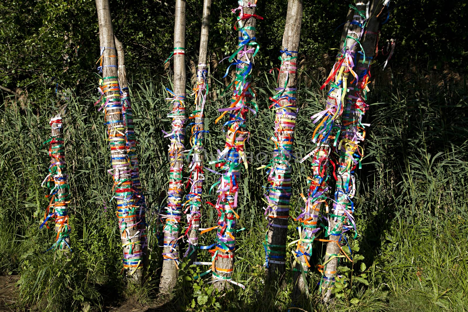 Multi-colored ribbons on a tree, neo-pagan practice