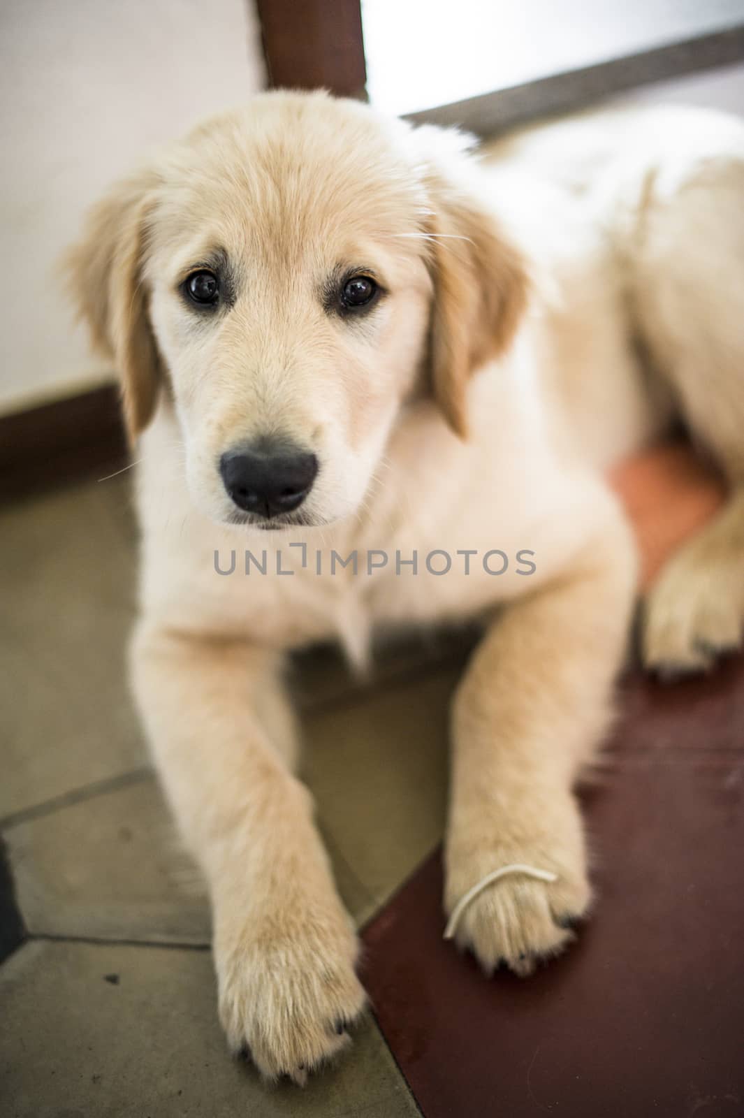portrait of dog golden retriever puppy in his home