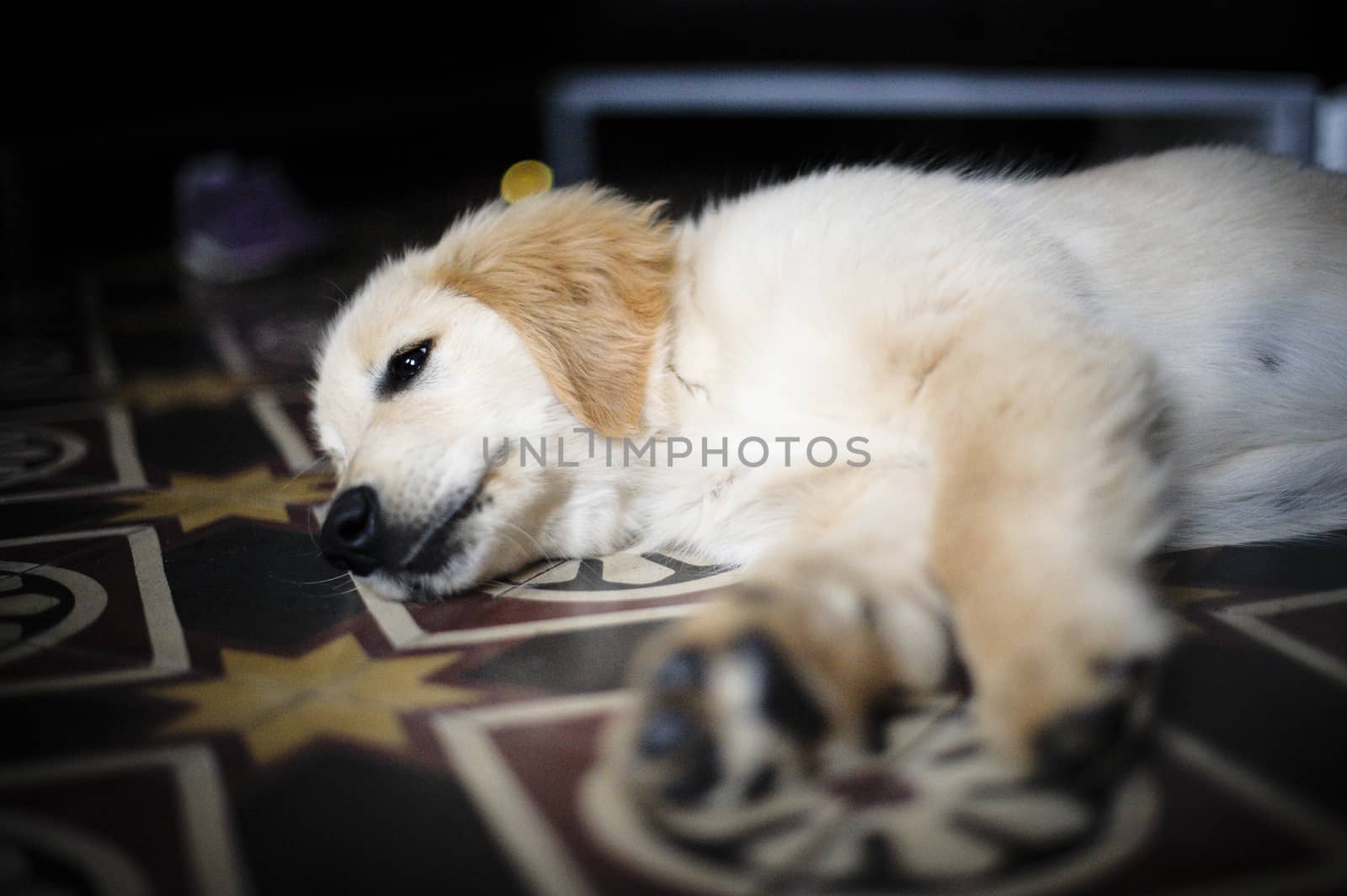 portrait of golden retriever puppy in his home by struki