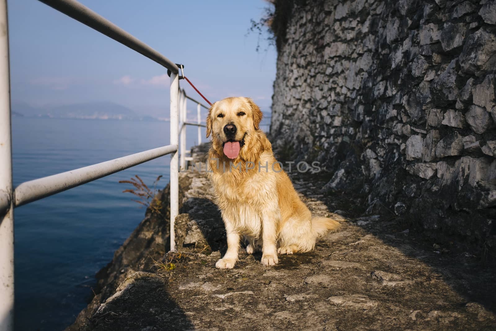 golden retriever posing while walking along the lakefront on a sunny day, Lake Maggiore, Italy,