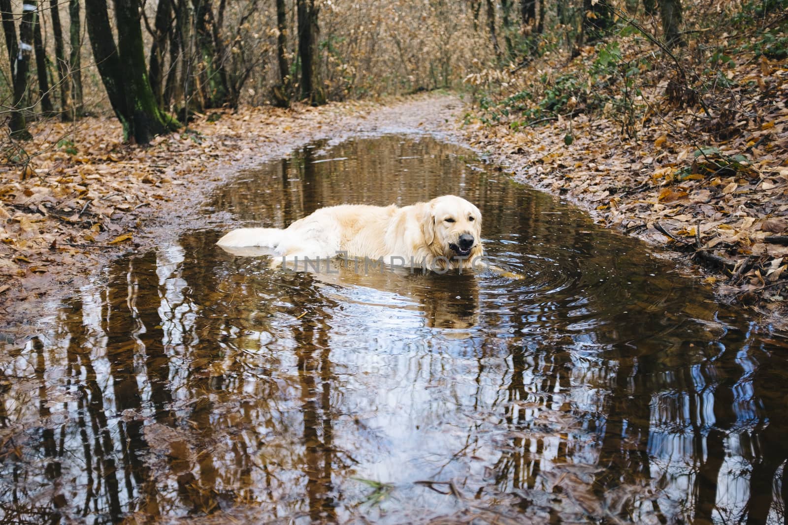 golden retriever dog lying inside a puddle in the autumn woods