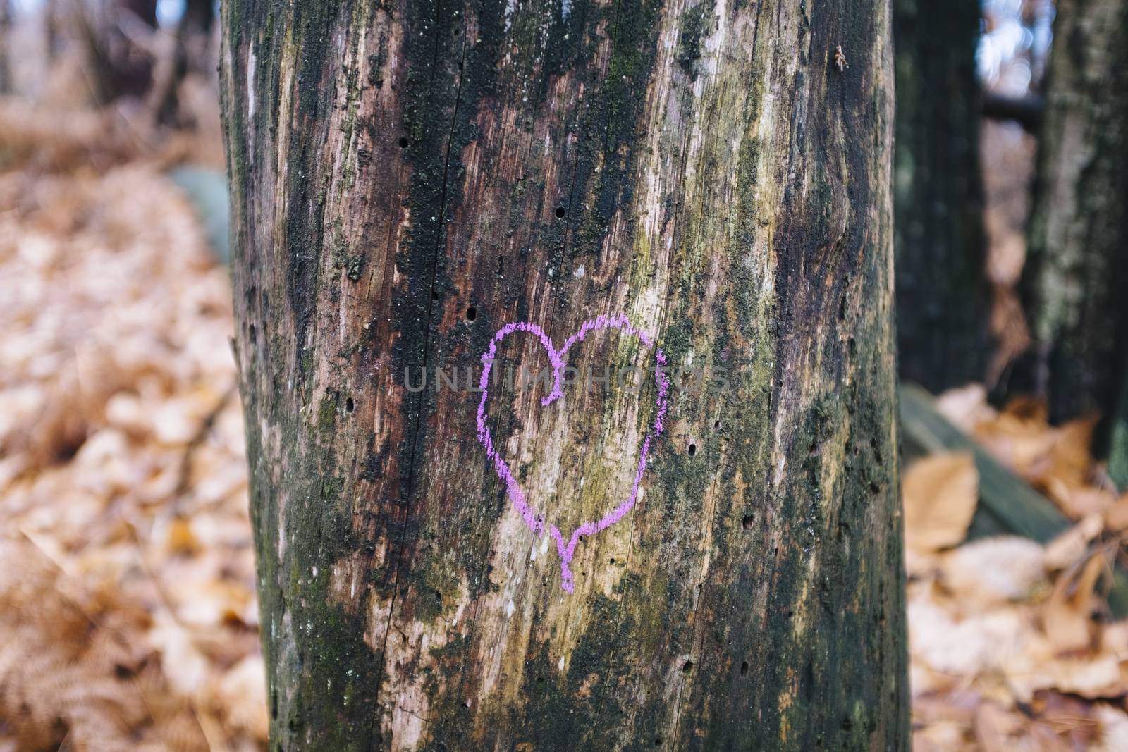 heart drawn above trunk in the forest, pink color