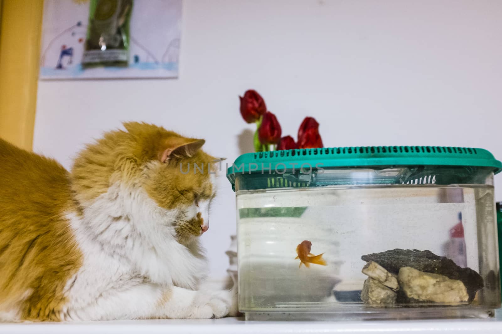 red and white cat looks with great curiosity goldfish in the aquarium at home