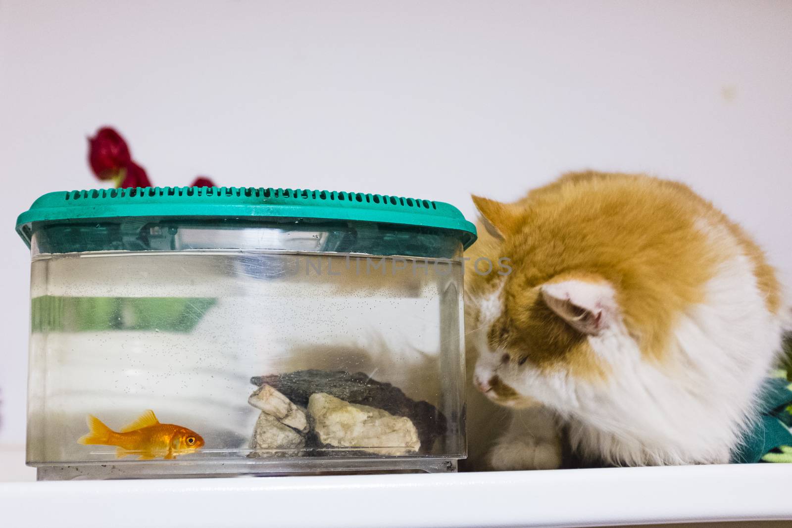 cat looks with great curiosity goldfish in the aquarium by struki