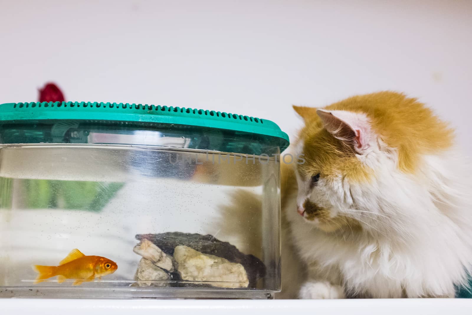 cat looks with great curiosity goldfish in the aquarium by struki